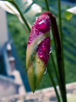 heliconia bloemen foto
