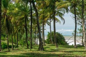 natuurlijk landschap van kokospalmen aan de kust van indonesië foto