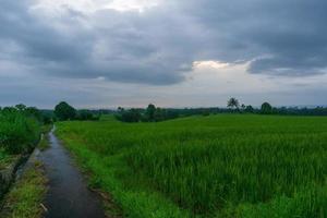 panoramisch uitzicht op het platteland met groene en bewolkte rijstvelden in het Indonesische regenseizoen foto