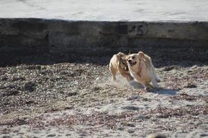 honden spelen op het strand foto