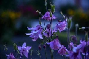 gele en blauwe bloemen van het stroomgebied van de ranunculaceae in de avond in het licht van de zon foto