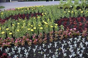 een groot rond bloembed met bloemen in het park foto