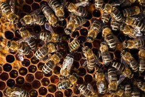 macro-opname van bijen zwermen op een honingraat foto