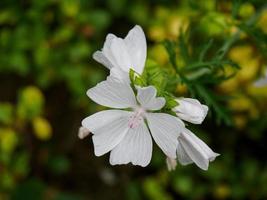 zomertijd in de tuin foto