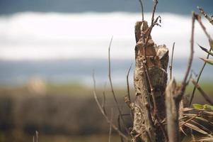 bruine hout plant foto