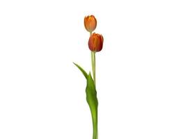 enkele tulp bloem geïsoleerd op wit foto