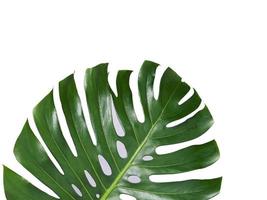 tropische jungle monstera bladeren geïsoleerd, zwitserse kaas plant, geïsoleerd op witte achtergrond foto