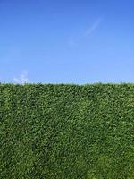 groene grasmuurtextuur en helderblauwe lucht foto