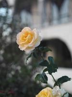 gele roos mooi in de tuin foto