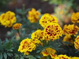 Afrikaanse goudsbloem, Amerikaanse of Azteekse goudsbloemen bloem mooie gele mix oranje kleur bloemen groeien bloeiend in de tuin natuur achtergrond foto