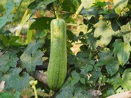 luffa acutangular, cucurbitaceae groene groente vers in de tuin op de achtergrond van de natuur foto