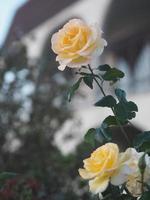 gele roos mooi in de tuin foto