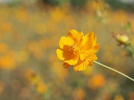 Mexicaanse aster, kosmos, compositae, kosmos sulphureus gele en oranje kleur bloeiende lente in de tuin op wazig van de natuur achtergrond foto