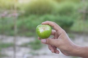 hand van landbouwer die jujube vasthoudt die is beschadigd door een dierenbeet. foto