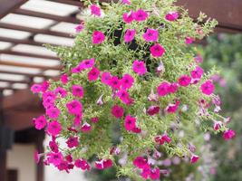 golf donker roze cascade kleur, familienaam solanaceae, wetenschappelijke naam petunia hybride vilm, grote bloemblaadjes enkele laag grandiflora singles bloementuin nrature achtergrond hangend aan de boom foto