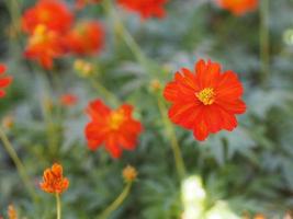 Afrikaanse goudsbloem, Amerikaanse of Azteekse goudsbloemen bloem mooie oranje kleur bloemen groeien bloeiend in de tuin natuur achtergrond foto