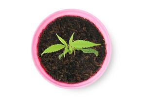 cannabis sativa, marihuana in pot geïsoleerd op een witte achtergrond. bovenaanzicht foto