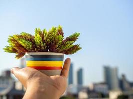 hand met kleurrijke betonnen pot met groene plant foto