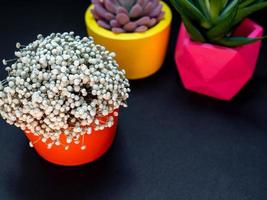 mooie diverse geometrische betonnen plantenbakken met cactus, bloem en vetplant. kleurrijk geschilderde betonnen potten voor huisdecoratie foto