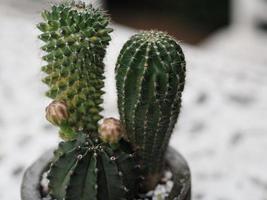 cactusboom groene stam heeft scherpe punten rond met bloemen die bloeien in terracotta pot foto