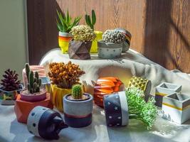 diverse bloemen en cactusplanten met veel geometrische betonnen plantenbakken. geschilderde betonnen potten voor huisdecoratie foto