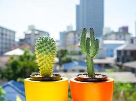 mooie ronde betonnen plantenbakken met cactus plant. kleurrijk geschilderde betonnen potten voor huisdecoratie foto