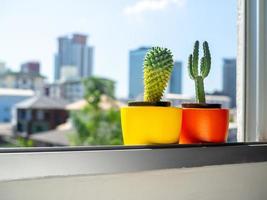 mooie ronde betonnen plantenbakken met cactus plant. kleurrijk geschilderde betonnen potten voor huisdecoratie foto