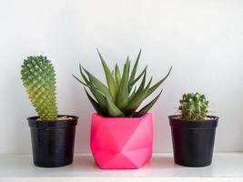 mooie ronde betonnen plantenbakken met cactus plant. kleurrijk geschilderde betonnen potten voor huisdecoratie foto
