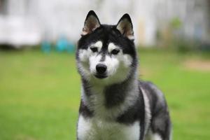 vrouwelijke Siberische husky ontketende portret in het park. pluizig hondengezicht. foto