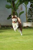 Siberische husky die in het park loopt. hond losgelaten in grasveld. foto