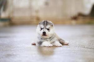 Siberische husky pup liggend op de vloer. pluizige pup. foto