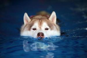 Siberische husky die een reddingsvest draagt en in het zwembad zwemt. hond zwemmen. foto