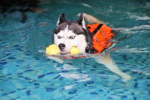 Siberische husky houdt speelgoed in de mond en zwemt in het zwembad. hond zwemmen. hond spelen met speelgoed. foto