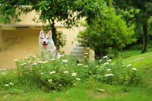 Siberische husky glimlachend in de tuin. hond losgelaten in het park. foto