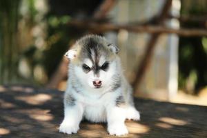 Siberische husky puppy grijze en witte kleuren zittend op houten tafel in het park. pluizige puppy losgelaten. foto