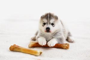 Siberische husky puppy met bot liggend op tapijt. pluizig puppy met bot. foto