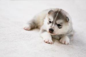 Siberische husky pup liggend op de vloer. pluizige pup. foto