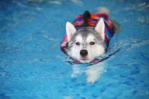 Siberische husky pup die reddingsvest draagt en in het zwembad zwemt. hond zwemmen. foto