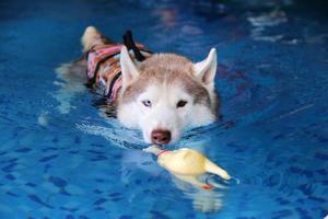 Siberische husky houdt speelgoed in de mond en zwemt in het zwembad. hond zwemmen. hond spelen met speelgoed. foto