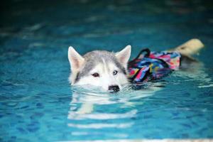 Siberische husky die een reddingsvest draagt en in het zwembad zwemt. hond zwemmen. foto