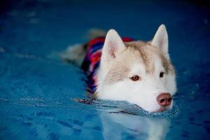 Siberische husky die een reddingsvest draagt en in het zwembad zwemt. hond zwemmen. foto