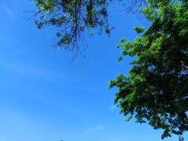 groene bladeren van bomen op blauwe hemelachtergrond foto