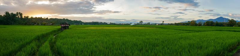 landschap groen rijstveld landschap in regenseizoen foto