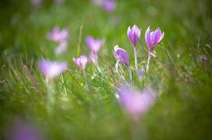 paarse bloem foto