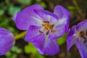 saffraan bloemen foto