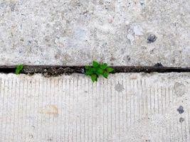 focus op de groene planten die in de cementgeul groeien. foto