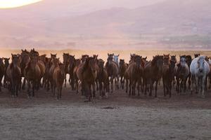 yilki paarden rennen in het veld, kayseri, turkije foto