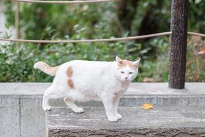 witte kat in de tuin. huisdier en internationaal kattendagconcept foto