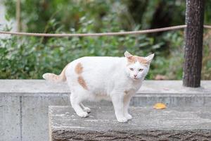 witte kat in de tuin. huisdier en internationaal kattendagconcept foto