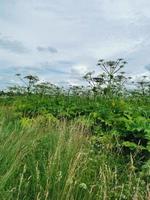 zomerveld van berenklauw foto